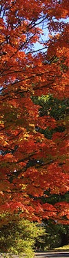 Hoja
