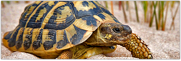 Turtle